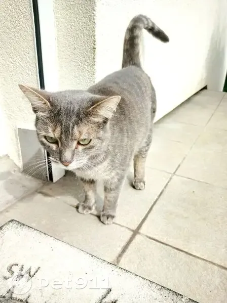 Chat tigré gris trouvé à Clamart - photo