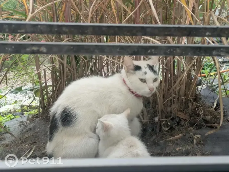 Chatte blanche trouvée avec chatons, Haute-Avesnes - photo