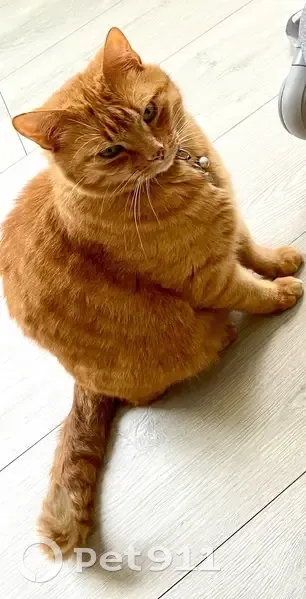 Chat roux dodu perdu à Osny - photo