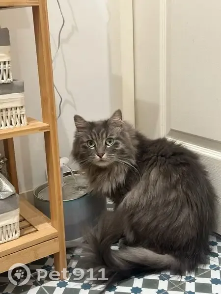 Chat perdu à Buc : Tehio, mâle castré - photo