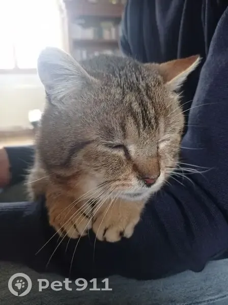 Chat européen perdu à Ambillou - photo