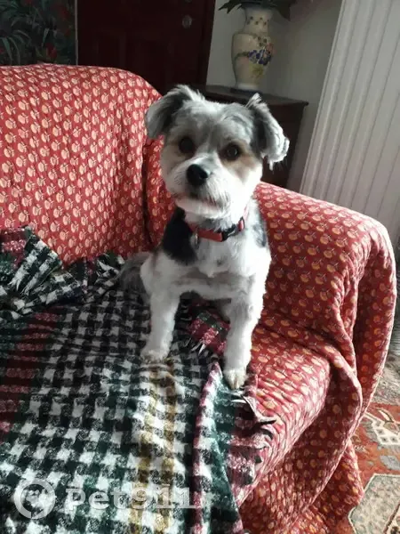 Chien perdu à l'aire de repos La Landrière - photo
