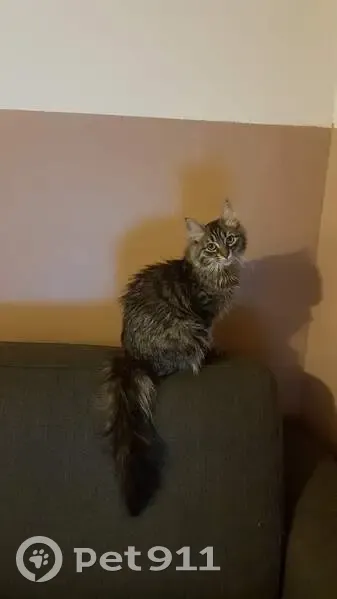 Chatte perdue à Mornas, poil long - photo