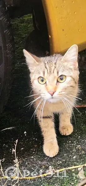 Chat tigré apeuré trouvé à Strasbourg - photo