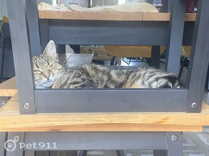 Chatte tigrée perdue à Ingré, tatouée - photo
