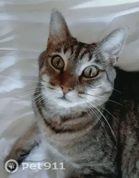 Chat perdu Tigré, santé fragile, Seiches - photo