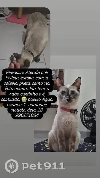 Gato desaparecido Fêmea (brl001560) - photo