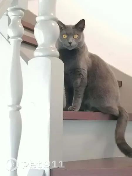 Chatte Chartreux 3 ans perdue à La Baule - photo