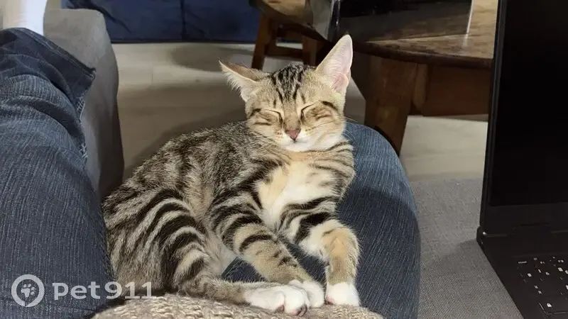 Chaton tigrée perdue à Irigny - photo
