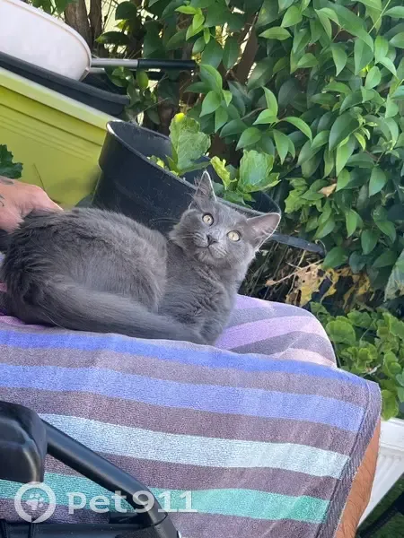 Chatte grise stérilisée perdue à Marseille - photo