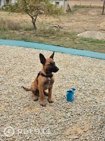 Chiot Malinois perdu à Lucé-sous-Ballon - photo