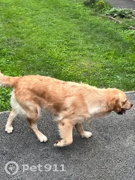 Chien trouvé à Gourdon (46300) - photo