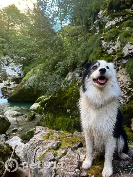 Chienne perdue à Charauze le Haut - photo