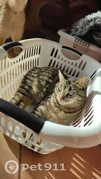 Chatte tigrée perdue à Tilh - photo