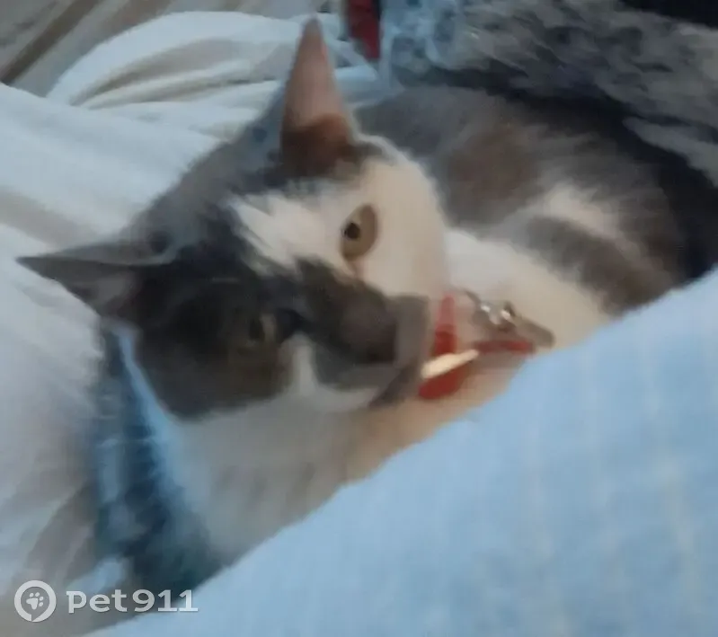 Chatte grise et blanche perdue à Quinçay - photo