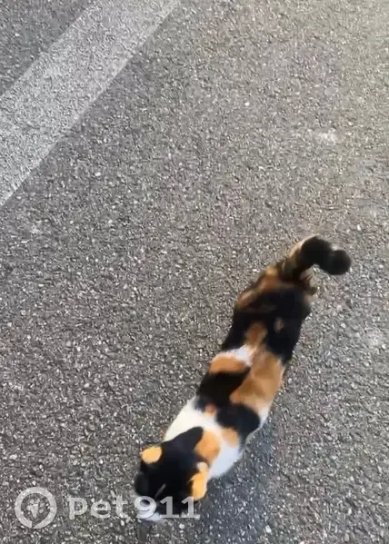 Perdue : Chatte écaille de tortue, Bischheim - photo