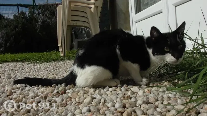 Jeune chatte noire et blanche trouvée - photo