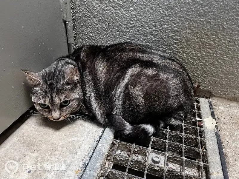 Chatte grise enceinte trouvée à Rennes - photo