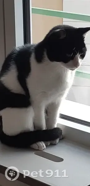 Sosie de Félix le chat trouvé au Plessis - photo