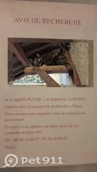 Chat perdu à Nîmes, Rue de l'Hôtel Dieu - photo