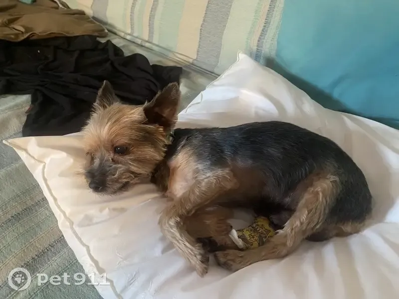 Chien perdu à Propriano, Corse - photo