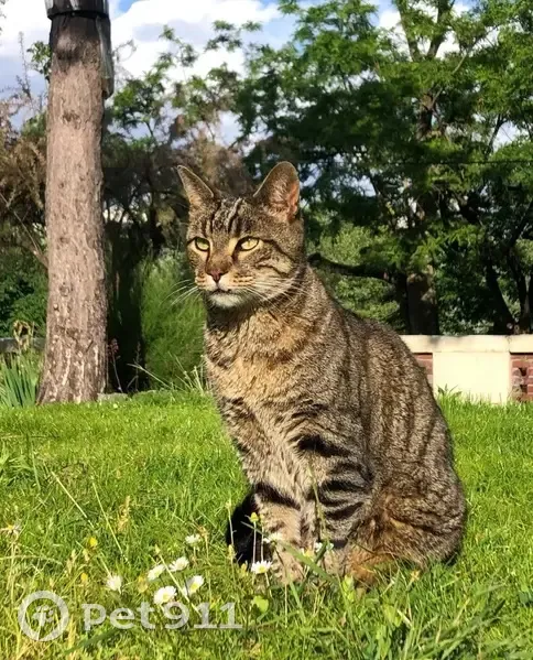 Grand chat tigré perdu à Chatou - photo