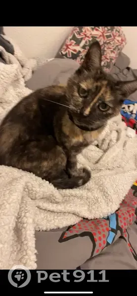 Chatte perdue à Couëron : Calypso sans collier - photo