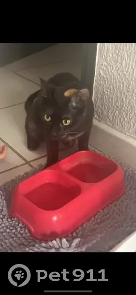 Chatte écaille disparue à Castries - photo