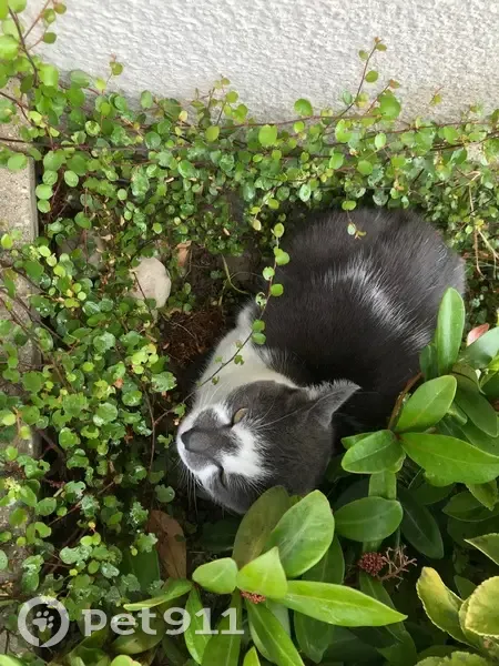 Chat perdu, museau tacheté, Place de la Gare - photo