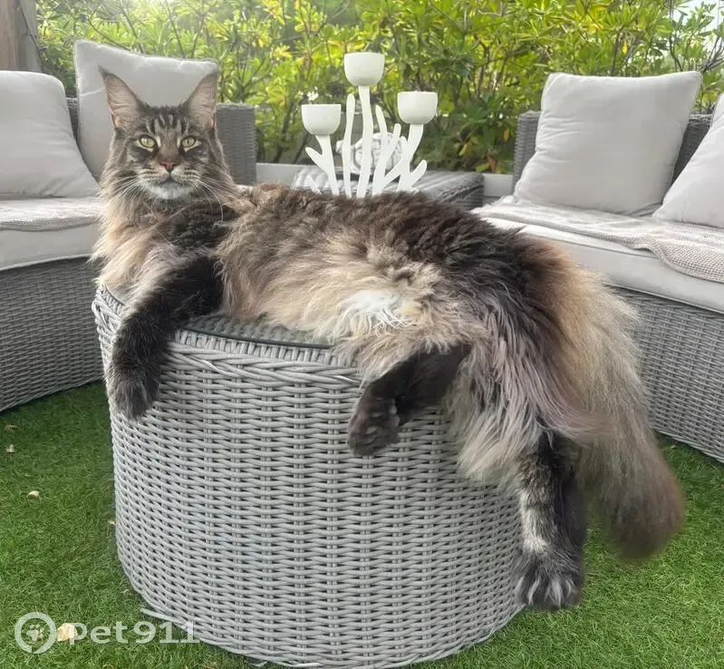 Chat Maine Coon perdu à Six-Fours-les-Plages - photo
