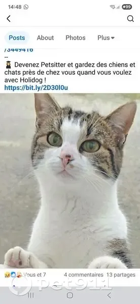 Chatte grise et blanche perdue au Havre - photo