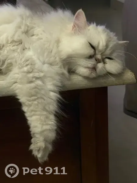 Chat perdu avec souffle au cœur, St-Cyprien - photo
