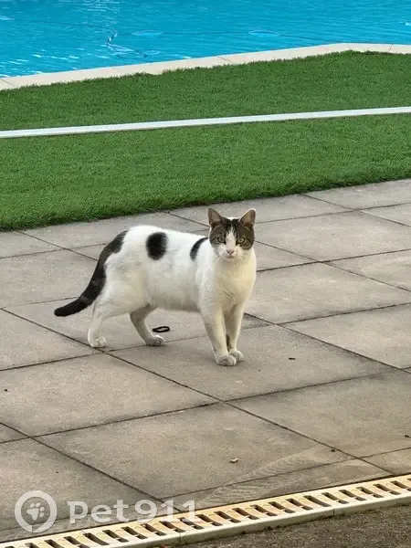 Chat trouvé Chemin Vert, Mimizan - photo