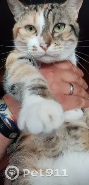 Chatte craintive perdue à Vonnas - photo