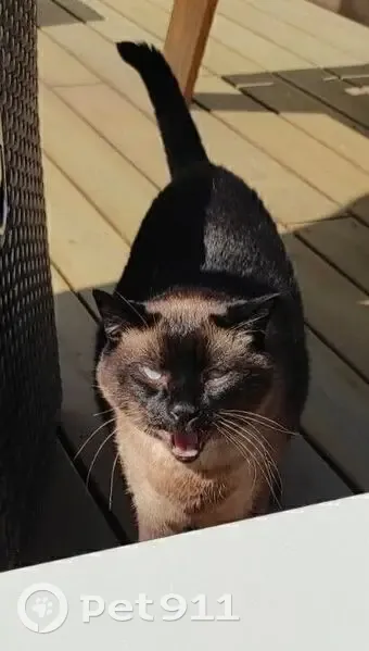 Chat noir et feu perdu à Plélo - photo