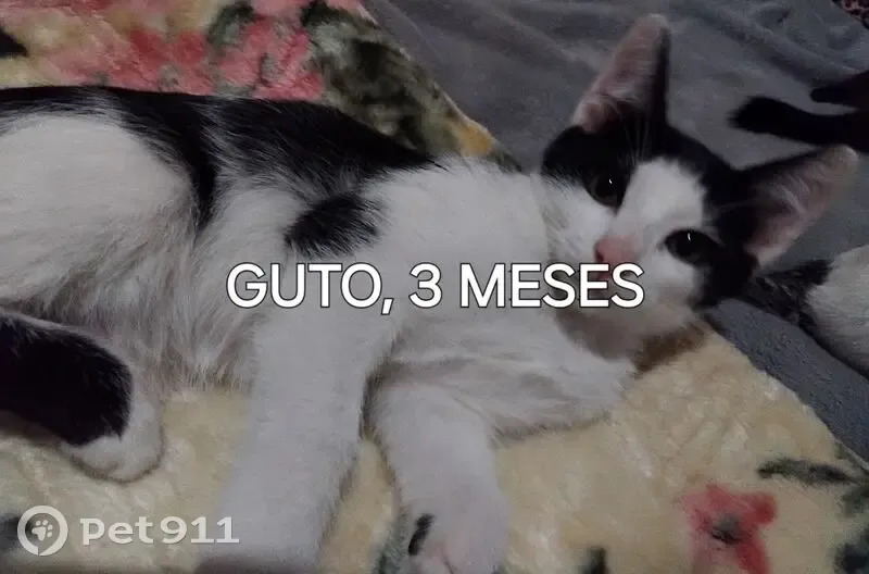 Gato desaparecido Macho (brl001573) - photo