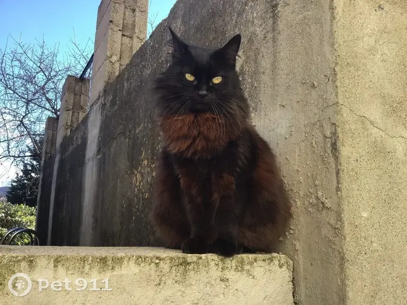 Chat perdue à Argelès-sur-Mer - photo