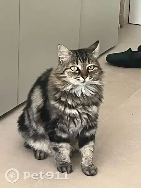 Chatte tigrée perdue, Avenue Benefiat - photo