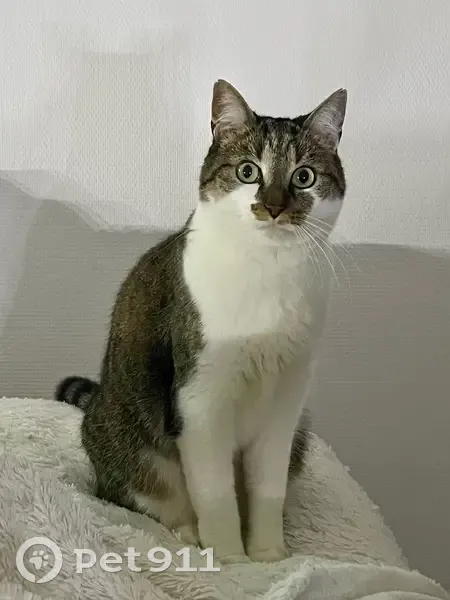 Chat européen perdu, pucé, Rue Bacharetie - photo