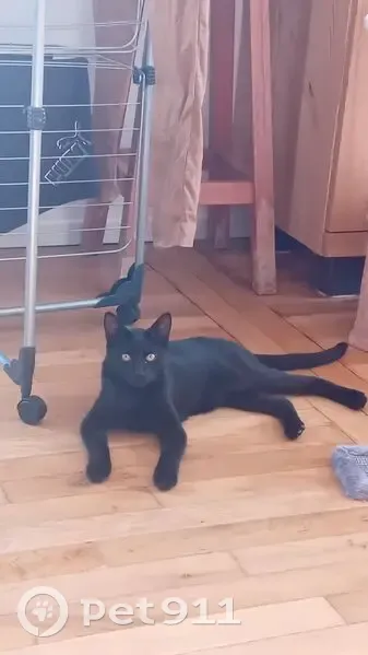 Chaton noir perdu à Vigneux-sur-Seine - photo