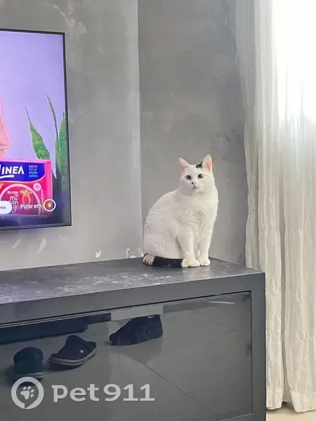 Gato encontrado - photo