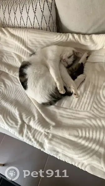 Chat perdu blanc tigré, Toulouse, Chemin Nicol - photo