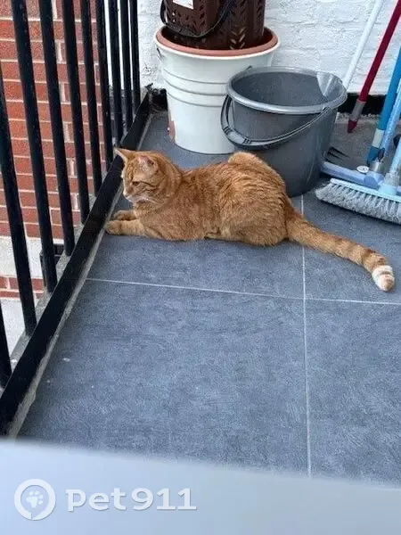 Chat perdu : Tigré roux et blanc, Lille - photo