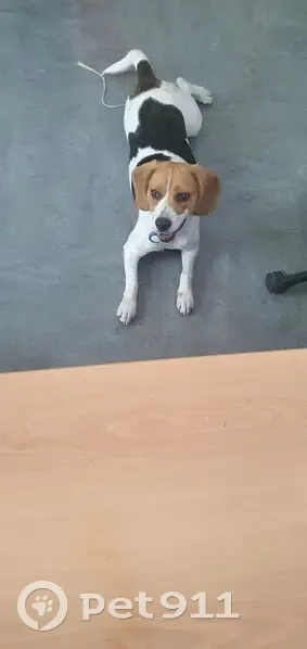 Beagle gentille trouvée à Melun - photo