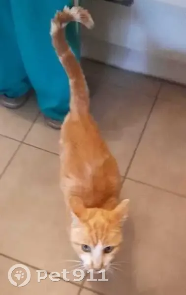 Chat roux et blanc perdu, câlin et maigre - photo