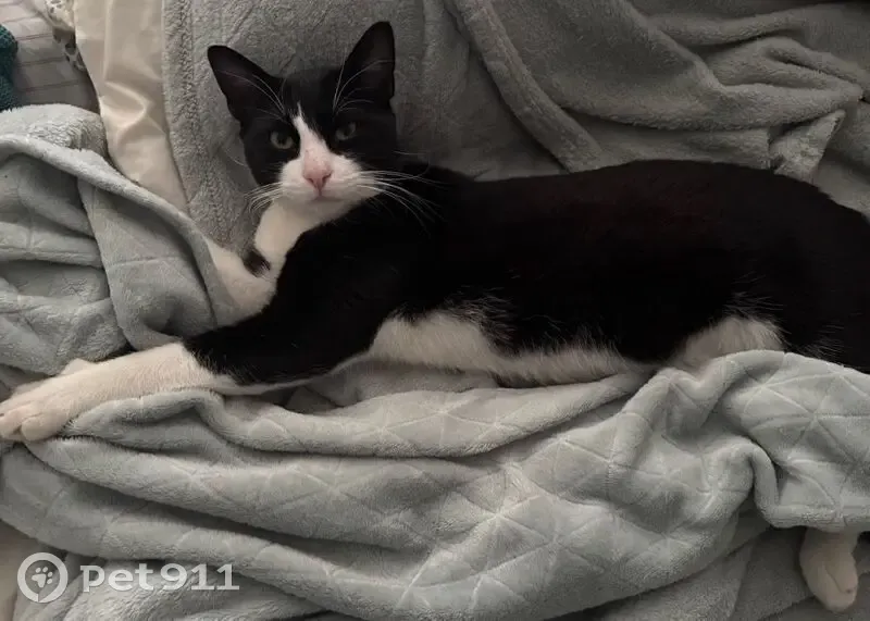 Chat perdu, noir et blanc, sociable, Châtillon - photo
