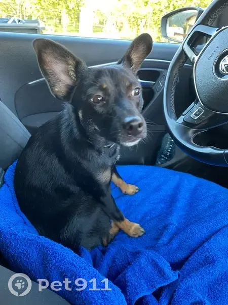 Chien trouvé sans puce ni tatouage à Échenoz - photo