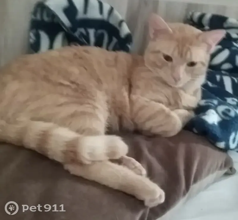 Chat roux 3 ans perdu à Saint-Ouen-l'Aumône - photo