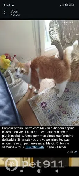 Chat roux et blanc perdu à Nantes - photo
