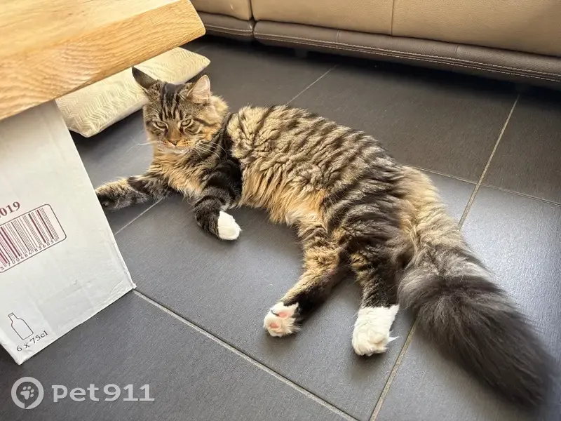 Chat perdu : grand, chaussettes blanches, Toulouse - photo